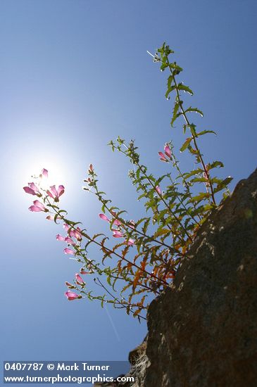 Penstemon richardsonii