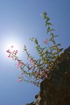 Richardson's Penstemon backlit against blue sky