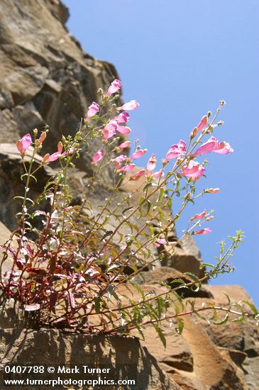 Penstemon richardsonii