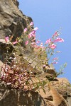 Richardson's Penstemon on basalt cliff against blue sky