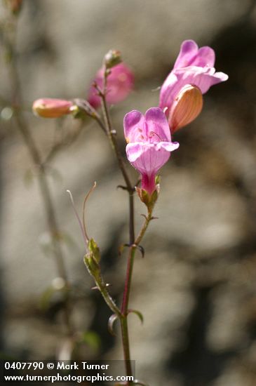 Penstemon richardsonii