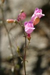 Richardson's Penstemon blossoms