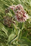 Showy Milkweed