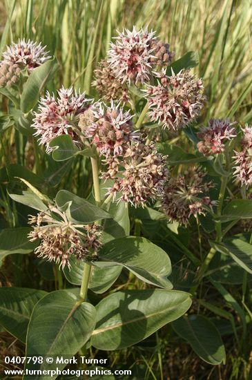 Asclepias speciosa