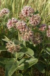 Showy Milkweed