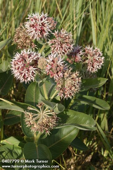 Asclepias speciosa