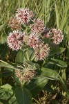 Showy Milkweed