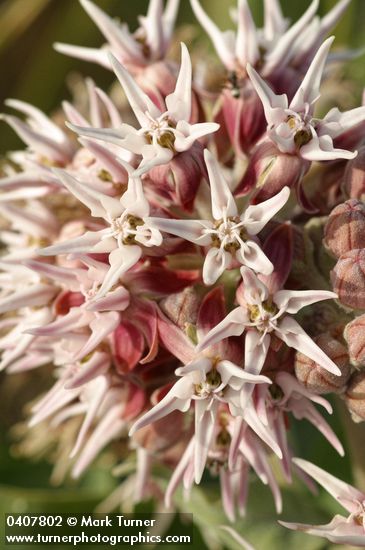 Asclepias speciosa