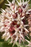 Showy Milkweed blossoms extreme detail