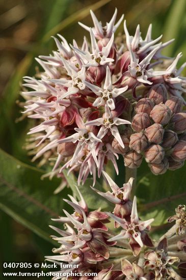 Asclepias speciosa