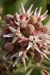 Showy Milkweed blossoms extreme detail