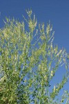 White Sweet Clover against blue sky