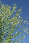 White Sweet Clover against blue sky