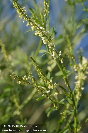 Melilotus alba