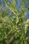 White Sweet Clover blossoms & foliage