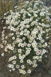 Spreading Fleabane