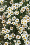 Spreading Fleabane