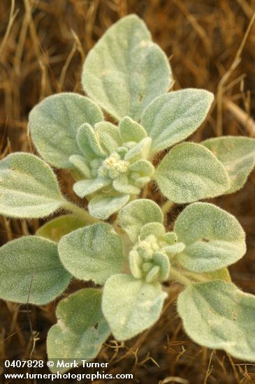 Croton setigerus (Eremocarpus setigerus)