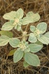 Turkey Mullein