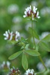 Few-flowered Clover blossoms & foliage