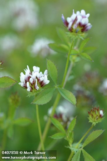 Trifolium oliganthum