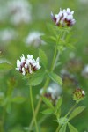 Few-flowered Clover blossoms & foliage