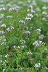 Few-flowered Clover