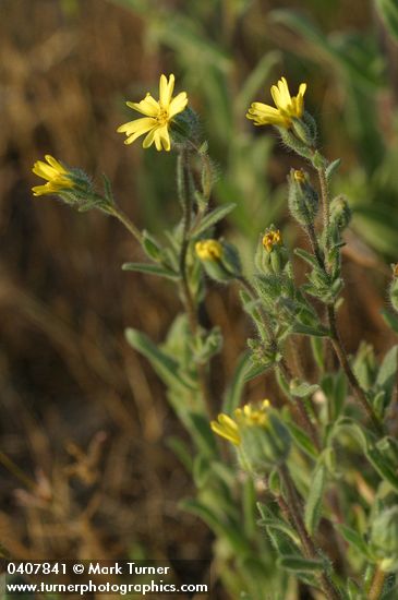 Lagophylla ramosissima