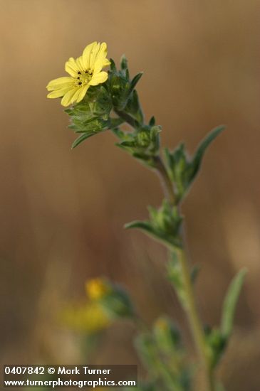 Lagophylla ramosissima