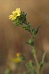 Rabbit Leaf blossom & foliage