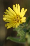 Rabbit Leaf blossom detail