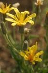 Western Hawksbeard blossoms