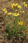 Western Hawksbeard