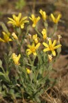 Western Hawksbeard