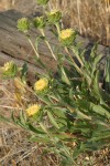 Rayless Goldenweed