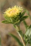 Rayless Goldenweed blossom detail