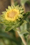 Rayless Goldenweed blossom detail