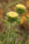 Rayless Goldenweed blossoms