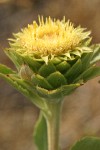 Rayless Goldenweed blossom detail