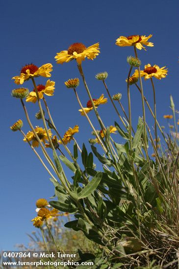 Gaillardia aristata