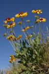 Blanket Flower against blue sky