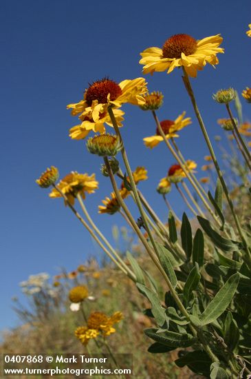 Gaillardia aristata