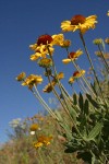 Blanket Flower against blue sky