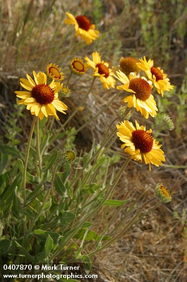 Gaillardia aristata