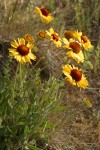 Blanket Flower