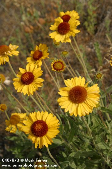 Gaillardia aristata