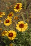 Blanket Flower