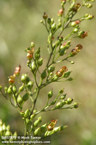 Scrophularia lanceolata