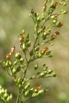 Mad-dog Skullcap blossoms