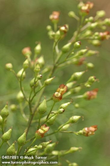 Scrophularia lanceolata